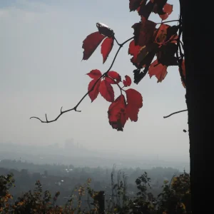 DSCF5978.JPG