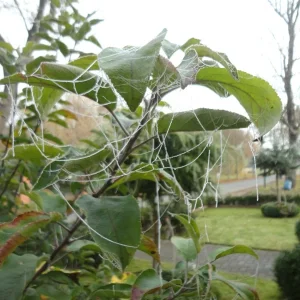 DSC09020.JPG