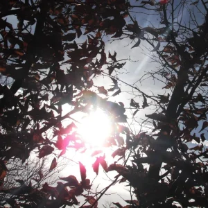 DSCF7842.JPG