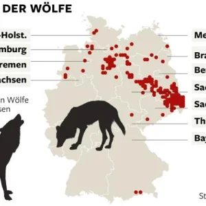 bundesamtwolf.jpg