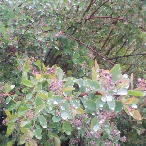 Picture015_resize.jpg