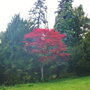 DSCF8325.JPG