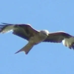 Greifvogel4Forum.jpg