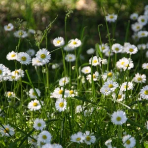 04.06.2010 012.jpg
