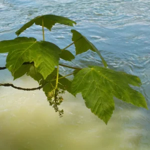 DSCN0700.JPG