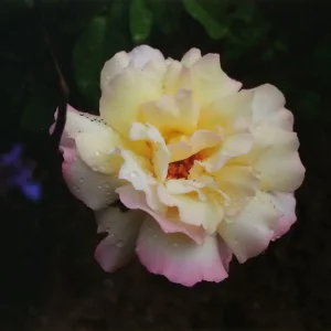 image.jpeg