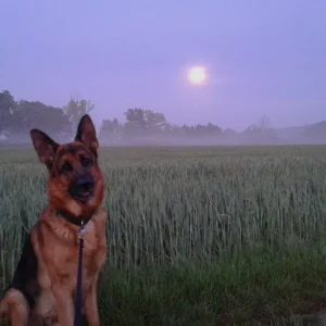 Antares und de Mond.jpg