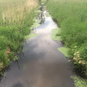 image.jpeg