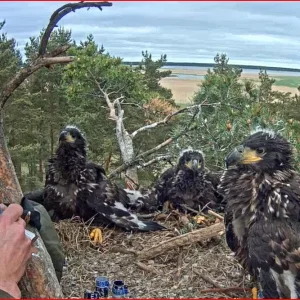 beringung und notiz.JPG