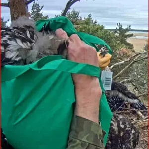 beringung ab zum wiegen.JPG