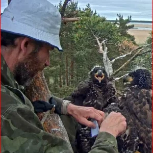 beringung dnaprobe nehmen.JPG