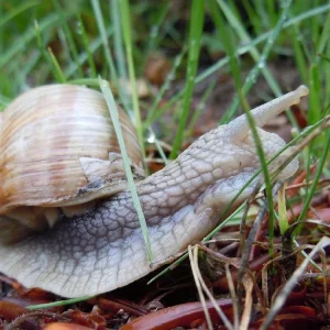schnecke09.jpg