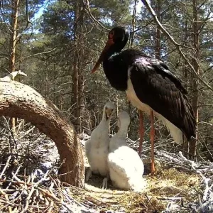 Waldstorch11.JPG