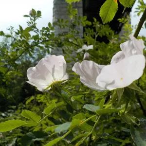 DSCN1077.JPG