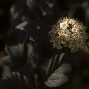Vögels, Blech, Blume, Fliege, U (11 von 15).jpg