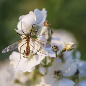 Makros Fliegen, Schneider, Blumen, Brenne (20 von 24).jpg