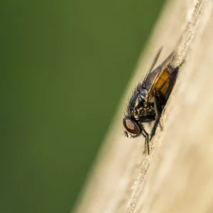 Makros Fliegen, Schneider, Blumen, Brenne (11 von 24).jpg