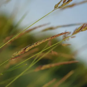 Makros Fliegen, Schneider, Blumen, Brenne (19 von 24).jpg
