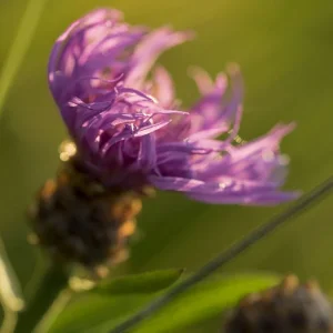 Makros Fliegen, Schneider, Blumen, Brenne (2 von 24).jpg