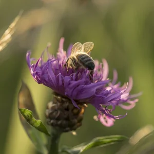 Makros Fliegen, Schneider, Blumen, Brenne (3 von 24).jpg