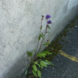 P1010527.JPG