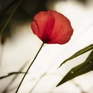 Frosch, Gekräus, Mohn, Ranke (6 von 7).jpg