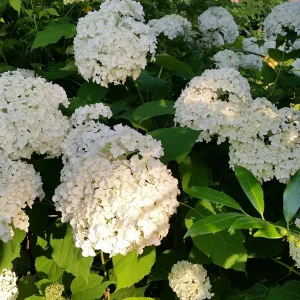 20160630_203709[1].jpg