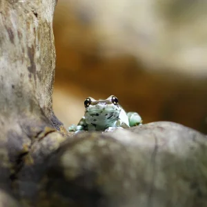 _MG_7615Basler Zoo 28.03.2013.JPG