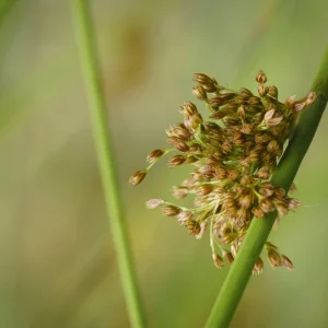Frosch, Gekräus, Mohn, Ranke (3 von 7).jpg