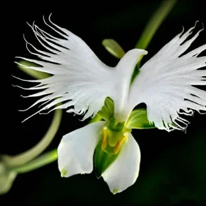 flowers-look-like-animals-people-monkeys-orchids-pareidolia-30.jpg