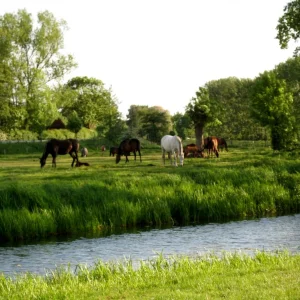 Billwerder Mai 2008 032.jpg