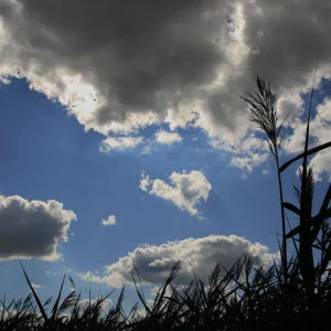 Garten Sommer 2012 021.jpg