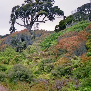 Regenwaldvegetation Haast 2.jpg