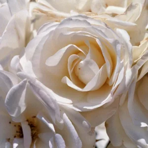 Tonis Edelrose nah.jpg