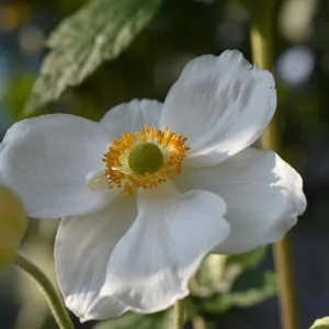 K800_DSC_0028.JPG