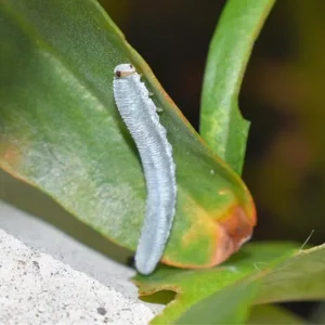 K800_DSC_0007 (1).JPG