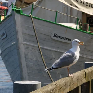Warnemünde 20.05.2012 076.jpg