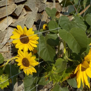 DSCN2344.JPG
