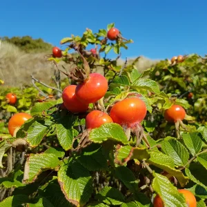 20160918_125111[1].jpg