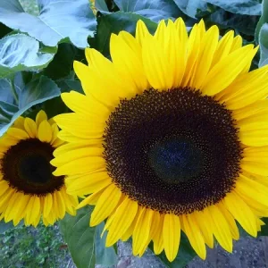 sonnenblume.jpg