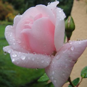 rosa rose am morgen.jpg