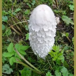 Schopftintling - Spargelpilz.jpg