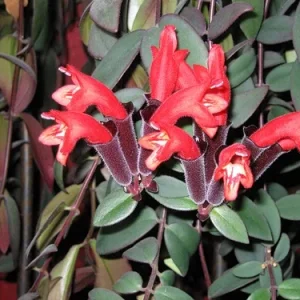 Aeschynanthusblüten.jpg