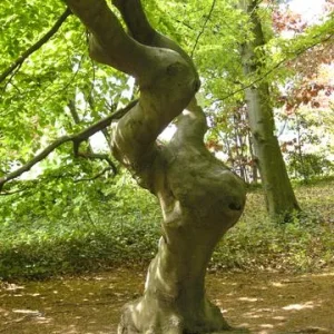 baum.jpg