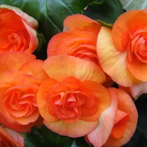 mein blumenstock.jpg
