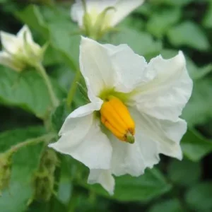 kartoffelblüte.jpg