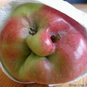 Apfel.jpg