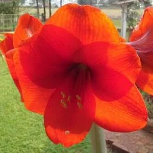 amaryllis.jpg