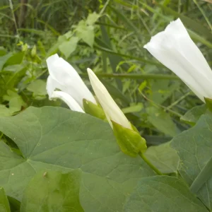 DSCN2070.JPG