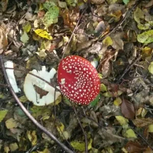 Fliegenpilz.jpg